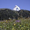 Beautiful alpine wildflowers - 148 KB